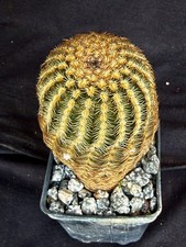 Echinocereus reichenbachii v. minor, cactus plant picture