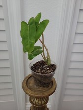Burle Marx Philodendron  Green Leaf rooted Live Plant multi grow NO CUTTING picture