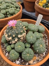Rare Seed Grown Cactus, Extremely Old, Jordy Cluster 5.25in Diameter, Plant #2 picture
