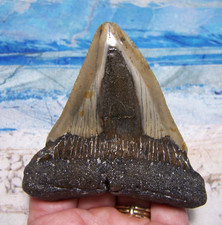 MEGALODON SHARK TOOTH 3 3/8