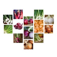 Onion Seeds Collection, NON-GMO, 13 Varieties to Choose From,  picture