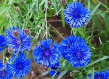 200 Dwarf Bachelor Button Seeds for Planting picture