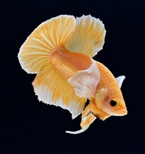 Live Betta fish Male Gold Dumbo HMPK  142 picture
