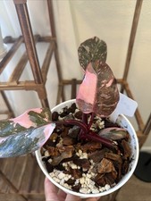 Philodendron Pink Princess 6