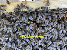 Live Caucasian Honey Bee Queen 50% * Mated Marked Laying * Ships 9-28-2026 picture