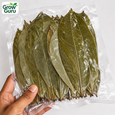 Dried Soursop Leaves Guanabana Graviola Annona Organic Guanabana Herbal Tea picture