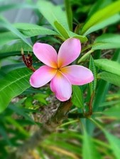 Plumeria Frangipani Flowering Plant 20 Cuttings picture