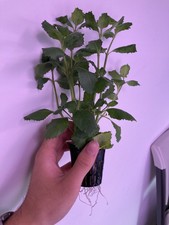 Water Wisteria Potted Easy Live Aquarium Plant picture