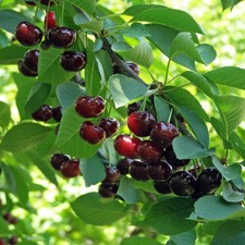 Romeo and Juliet Cherry Trees Live Plant Potted Fruit Garden Home Orchard picture