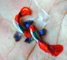 10+ Platinum Red Tail Dumbo Big-Ear Koi Guppy | Live Freshwater Fish picture