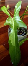 ULTRA RARE Philodendron  Longilobatum Leylano Miyano Variegated 20
