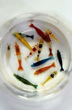 10+1 Adult Neocaridina Candy Skittle Live Shrimp Mixed Colors Aquarium picture