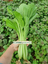 CHOY GUM, YU CHOY, CHINESE FLOWERING CABBAGE, CẢI NGỌT (600+ pcs) picture