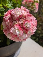 Rosebud Geranium - Apple Blossom - LIVE ROOTED PLANTS picture