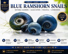 Live Blue Ramshorn Snails | Tank Raised in Ohio | 25 & 50 Count Available picture