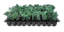 Juniper Blue Rug | 2 Inch | Juniperus horizontalis | Hardy Groundcover Plant picture