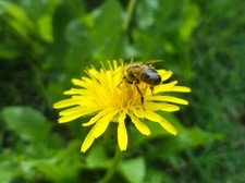 1000 Dandelion Seeds - Taraxacum officnale Seeds - Medicinal and Edible Herb picture