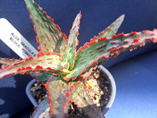 ALOE 