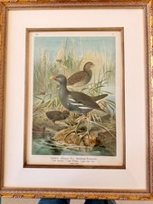 Five antique bird prints, exquisite framing picture