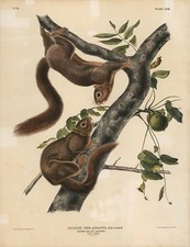 Original Imperial Orange-bellied Squirrel, plate 58 picture