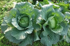 500 Copenhagen Market Early Cabbage Seeds - Heirloom Non-GMO Cabbage Seeds picture