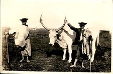 GA252 Approx 1920s Original Photo PRIDE OF THE HERD BIG BULL MEZOKOVESD HUNGARY picture