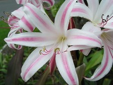 Crinum Lily, GRAB BAG, 20 bulbs, 6 types - 50% off picture