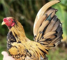 12 +++ Puerto Rican Kikiriki’s Hatching eggs- NPIP  picture
