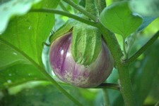 Rosa Bianca Eggplant Seeds picture