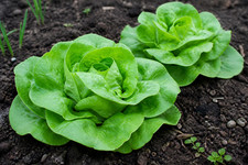 1250 Heirloom Butterhead Buttercrunch Lettuce Seeds - Organic NonGMO Gourmet picture