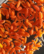 120+ Orange (Yuukianura aphoruroides) + Care Kit Reptile Supply/Feeders picture