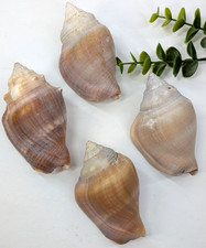 MAUVE LOT 4🏖️Banded Tulip Sea Shells Beach Coastal Natural Decor 3