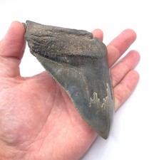 Heartbreaker Beautiful And Well Serrated Megalodon Shark Tooth 13.4cm Edge Length picture