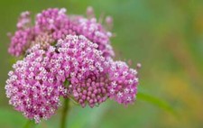 Swamp Milkweed Seeds, Asclepias Incarnata, Rose Milkweed, Easy Grow,  picture