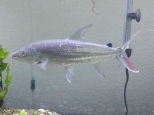 RARE Redtail Goliath Tigerfish 12 inches picture