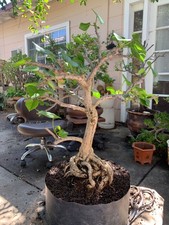 22 year olds  Sea Hibiscus Bonsai picture