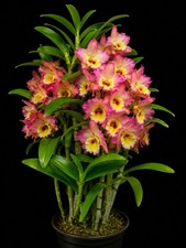 Dendrobium Asian Beauty 'Eden' Blooming Size Nobile Dendrobium picture