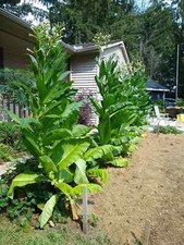2,000 Tobacco Seeds - MICHIGAN GROWN Organic, Heirloom, non-GMO picture