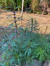 1000 Chinese Motherwort Leonurus Japonicus Siberian Honey Herb Flower Seeds picture
