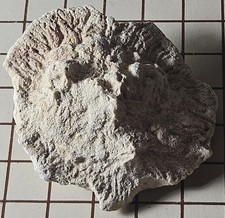 Upper Cretaceous glass sponge Turonia cerebriformis,Schrammen, 1910 France picture