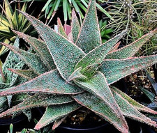 ALOE 