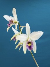 Laelia anceps veitchiana ‘Blue Boy’ Coerulea White Orchid Eros Species 4” Pot picture