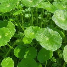 6 Plants  Live Brazilian Pennywort  Easy Aquarium For Beginner BUY 2 GET 1 FREE picture