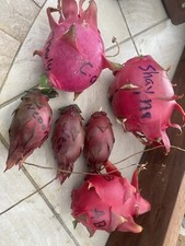 12 Labeled Dragon Fruit  cuttings 8-14 inches long check The Description ￼ ￼ picture